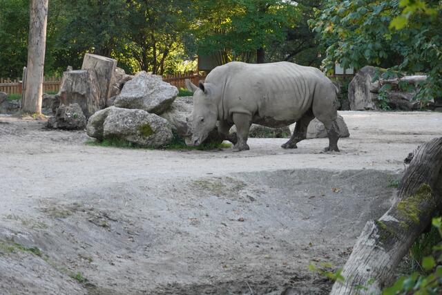 Der Unfall ereigete sich nach ersten Informationen im Nashorngehege des Hellbrunner Zoos in Anif. | Foto: Emanuel Hasenauer