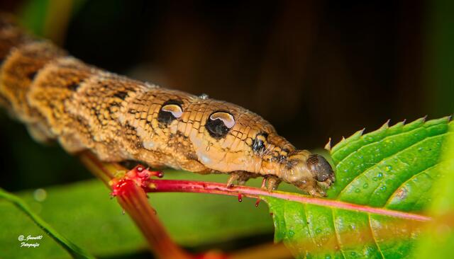 ....beim Fressen hatte sie ihr Köpfle heraussen ....
