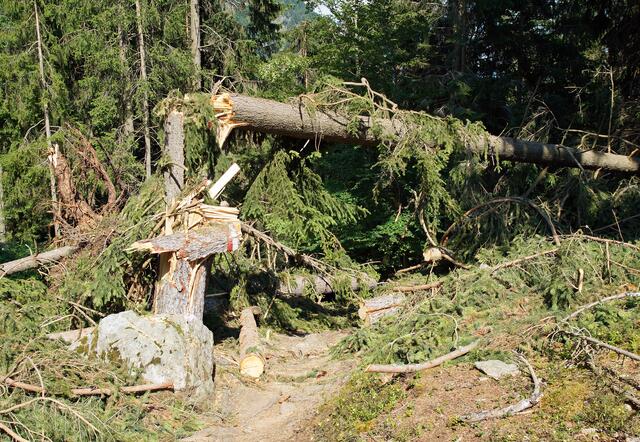 219 Weganlagen, 39 Schadstellen auf Landesstraßen und 500 km Forststraßen sind betroffen. (Symbolfoto) | Foto: stock.adobe.com/at/ Vielfalt21