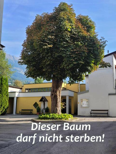 Einst von Kinder gerettet, soll der Baum nun weg.
