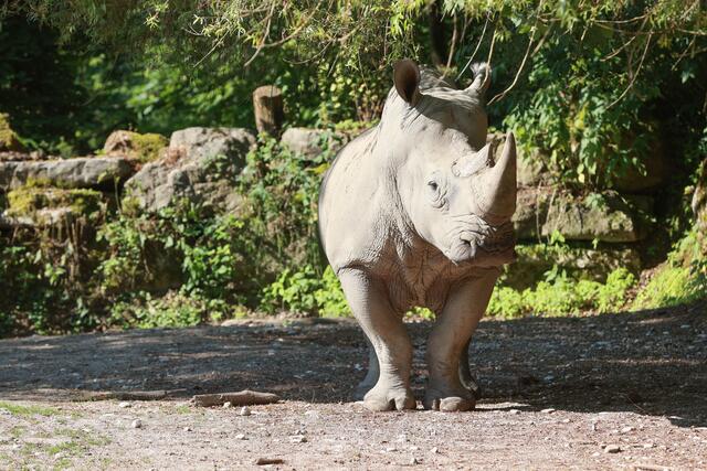 Symbolbild: Die Nashorndame "Yeti" ist seit 2009 im Hellbrunner Zoo und als "kooperativstes Nashorn" bekannt.  | Foto: Franz Neumayr