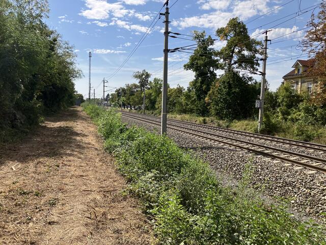 Bereich neue Dammgasse