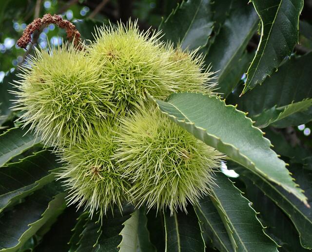 Die Edelkastanie ist ein sommergrüner Baum und bildet stärkereiche Nussfrüchte. 