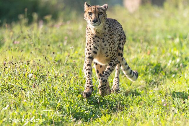 Mehr als 1.000 Tiere gibt es im Park zu sehen | Foto: Erwald Kahlbacher/Tierpark Altenfelden