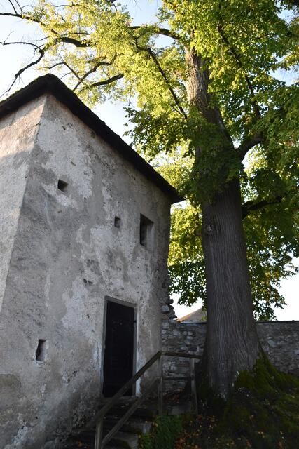 Aufschrei in Scheibbs: "Die alte Linde beim Pulverturm muss bleiben!" | Foto: Roland Mayr