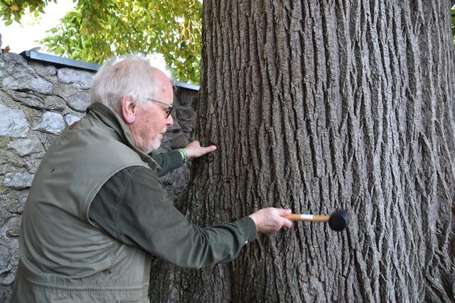 Gartenbau- und Forstexperte Peter Fischer-Colbrie überprüft den Stamm der 200-jährigen Linde in Scheibbs auf Schäden. | Foto: Roland Mayr