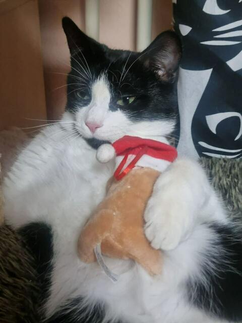 Felice ist ein echter Weihnachtsfan. | Foto: Fabian del Rosario