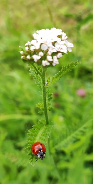 Karin Leitinger hat den Siebenpunkt-Marienkäfer in Wildon bewundert. | Foto: Karin Leitinger