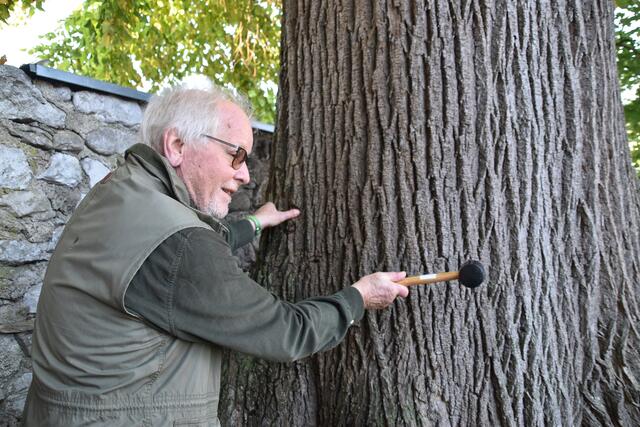 Gartenbau- und Forstexperte Peter Fischer-Colbrie überprüft den Stamm der 200-jährigen Linde in Scheibbs auf Schäden. | Foto: Roland Mayr