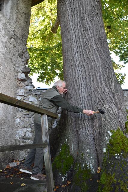 Gartenbau- und Forstexperte Peter Fischer-Colbrie überprüft den Stamm der 200-jährigen Linde in Scheibbs auf Schäden. | Foto: Roland Mayr
