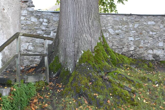 Aufschrei in Scheibbse: "Die alte Linde beim Pulverturm muss bleiben!" | Foto: Roland Mayr