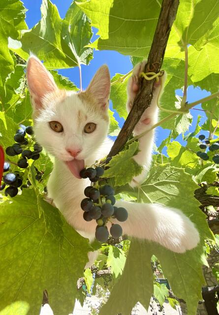 "Best Buschenschank-Katze ever", meint Regionautin Gabriele Foramitti aus Leibnitz. Da stimmen wir voll und ganz zu. Grape-Cat macht Werbung für Ihre Trauben ganz lässig von der Weinlaube runter zu Ihren Gästen - als wenn sie wüsste: "Das ist jetzt meine Chance fürs Titelblatt." | Foto: Gabriele Foramitti