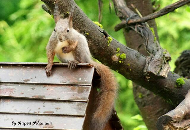 Auf Futtersuche: Regionaut Rupert Pelzmann aus Deutschlandsberg ist dieser wunderbare Schnappschuss gelungen. | Foto: Rupert Pelzmann