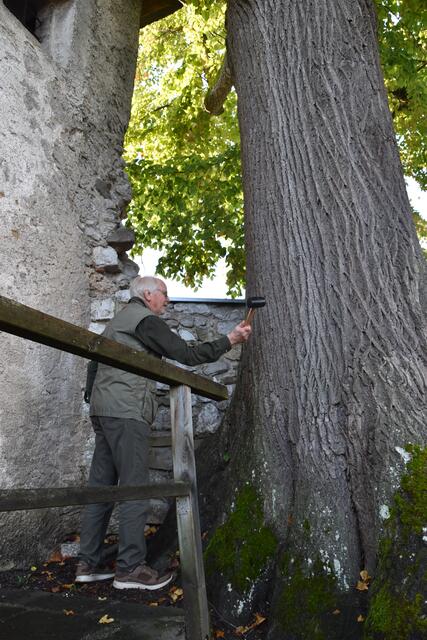 Gartenbau- und Forstexperte Peter Fischer-Colbrie überprüft den Stamm der 200-jährigen Linde in Scheibbs auf Schäden. | Foto: Roland Mayr