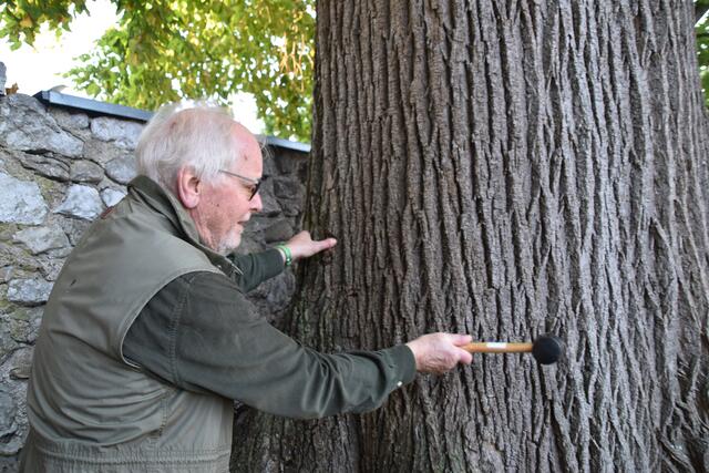 Gartenbau- und Forstexperte Peter Fischer-Colbrie überprüft den Stamm der 200-jährigen Linde in Scheibbs auf Schäden. | Foto: Roland Mayr