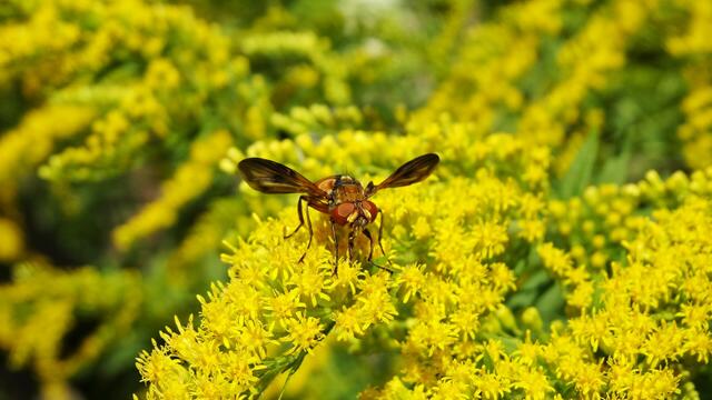 Droge und Schlaraffenland, ... | Foto: © Silvia Plischek