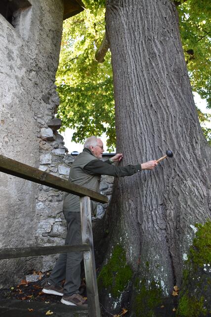 Gartenbau- und Forstexperte Peter Fischer-Colbrie überprüft den Stamm der 200-jährigen Linde in Scheibbs auf Schäden. | Foto: Roland Mayr