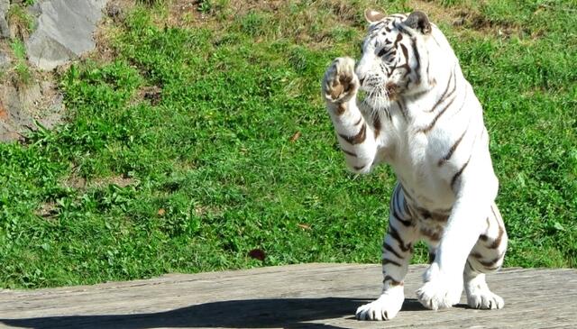 Give me Five