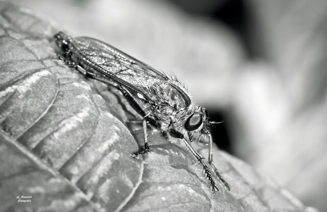 .....eine Raubfliege ....