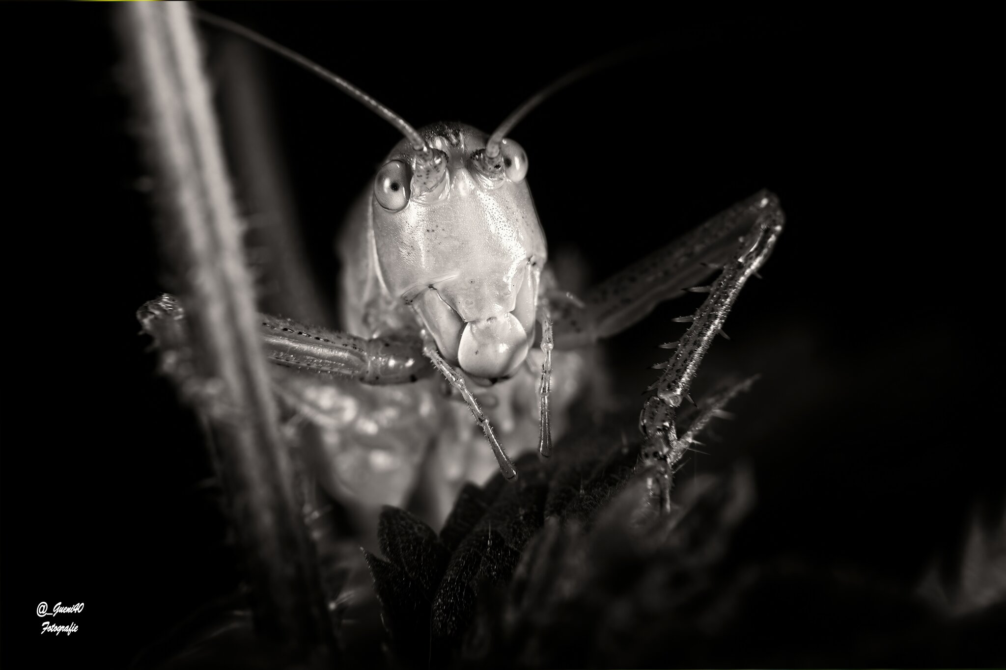 durch unsere schöne Natur.........: Tiere aus der Natur mal in SW ...