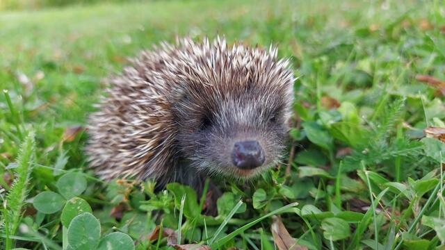 Der Igel steht in Österreich bereits auf der roten Listen der gefährdeten Tiere. | Foto: Michaela Machnitsch