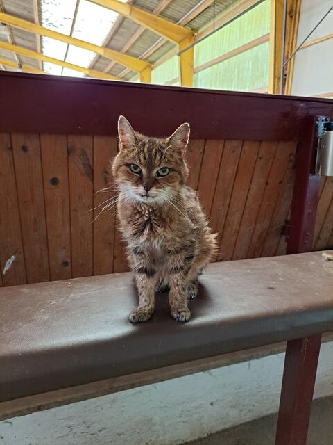 Den Hofwächter spielt beim Reitverein Geiger dieser Kater. | Foto: Stefanie Machtinger