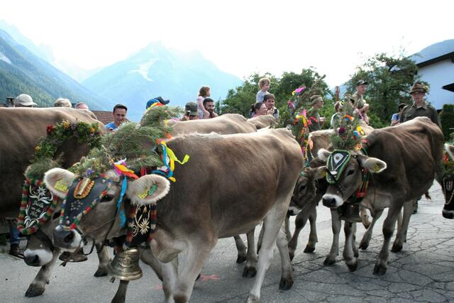 Ca. 70 Tiere kehrten von der Schlickeralm zurück nach Telfes.  | Foto: Mair