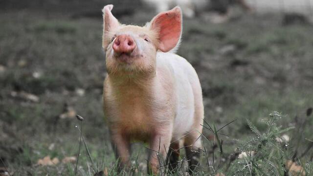 Sorgen bereitet dem neuen Landesveterinärdirektor vor allem die zunehmende Ausbreitung der afrikanischen Schweinepest in teilen Europas. | Foto: Symbolbild: Josef Glaser