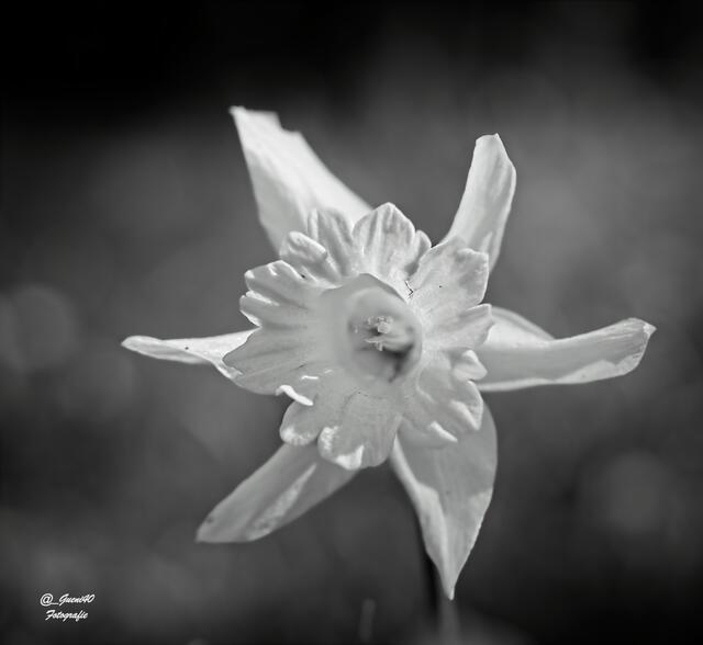 .....auf die Narzissenblüte geschaut .....