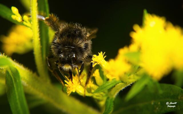 ....die Hummel hat auch schon streng geschaut ......