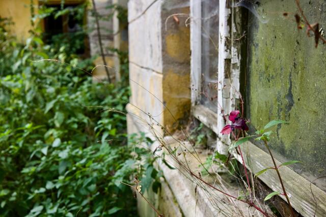 Der Charme der verfallenden Villa. Da gibt es für Meerkatz &amp; Klein viel zu tun.
