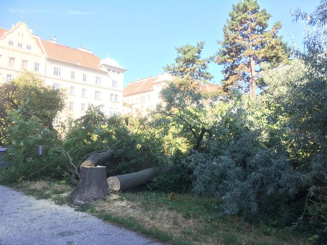 Für das Bauvorhaben am Handelskai wurden Bäume gerodet. Dies sorgt im Bezirk für Entrüstung – eine Demo und eine Petition sollen den Bau verhindern. | Foto: Kathrin Klemm