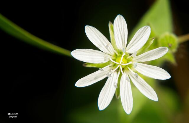 .....die Steinmiere mit Blick von Oben .....