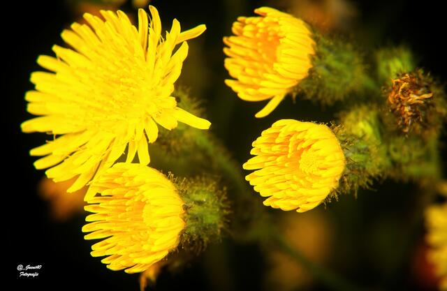 ....die Acker Gänsedistel ....