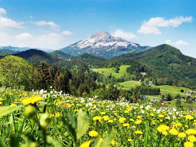 Die Verwaldung schreitet fort im Ötscherland. | Foto: Naturpark Ötscher-Tormäuer