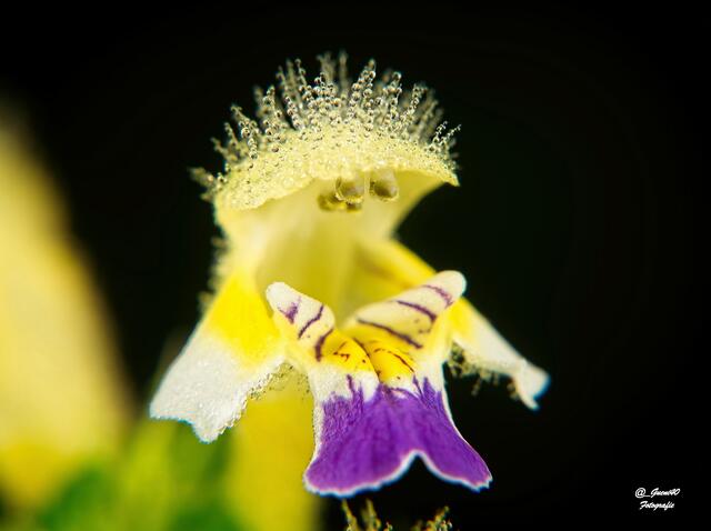 ......der Bunte Hohlzahn ......