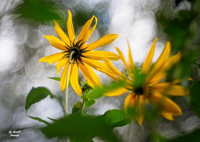 ....die Indianerknolle mit dem Gegenlicht .....