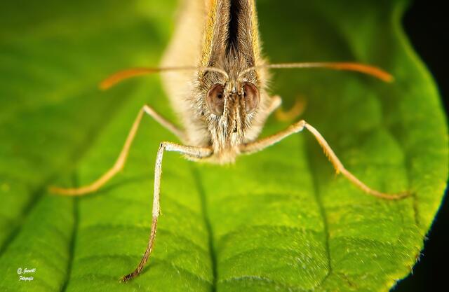 .......das Ochsenauge auf Nahdistanz mit dem Fotografen ....