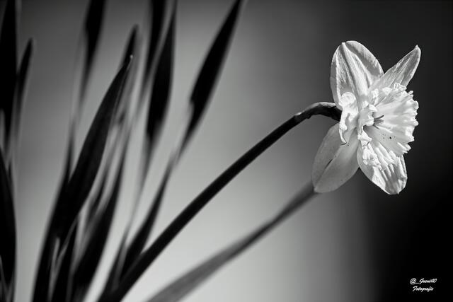 ....die Narzisse mal anders gesehen .....