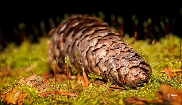 .....Tschurtschen am Moosboden .....