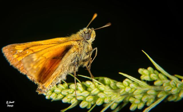 ......der Rostfarbige Dickkopffalter hat sich oben gehalten ....