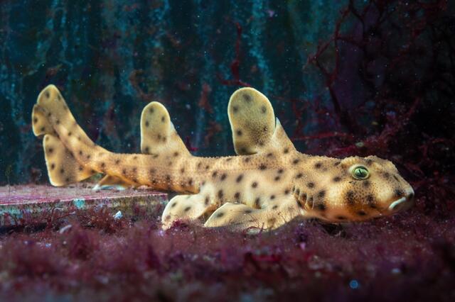 Das neue Haibaby zeichnet sich durch seine ungewöhnliche Kopfform und stacheligen Hörnern auf den Rückenflossen aus.  | Foto: Dominik Moser