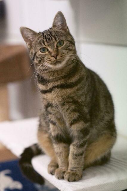Von der Maine-Coon über Streuner bis zum Katzenbaby – in der Arche Wels werden rund 90 Katzen versorgt und aufgepeppt. | Foto: Tierheim Arche Wels