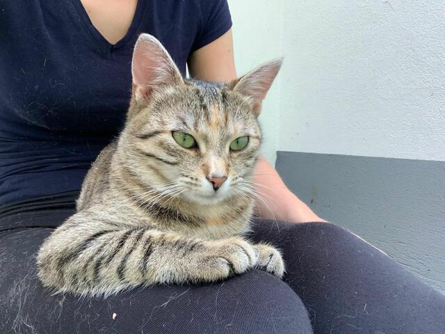 Von der Maine-Coon über Streuner bis zum Katzenbaby – in der Arche Wels werden rund 90 Katzen versorgt und aufgepeppt. | Foto: Tierheim Arche Wels