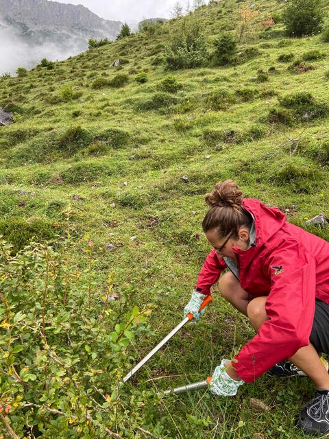 Beim KLAR! Projekt „Alm pflegen“ konnten Gäste und Einheimische die Auswirkungen des Klimawandels auf der Wegscheid-Niederalm in Scheffau nicht nur erkunden, sondern auch gleich gegen die Verbuschung mitanpacken. | Foto: © Planungsverband Wilder Kaiser