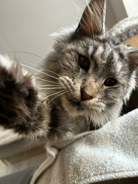 Auch Maine-Coon Katze Otto lebt derzeit in der Arche Wels, wo rund 90 Artgenossen untergebracht sind. | Foto: Tierheim Arche Wels