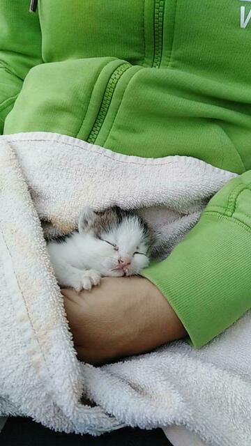 Von der Maine-Coon über Streuner bis zum Katzenbaby – in der Arche Wels werden rund 90 Katzen versorgt und aufgepeppt. | Foto: Tierheim Arche Wels
