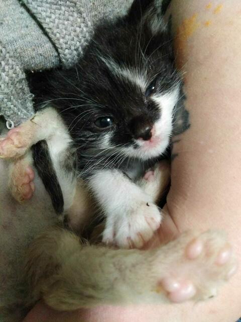 Von der Maine-Coon über Streuner bis zum Katzenbaby – in der Arche Wels werden rund 90 Katzen versorgt und aufgepeppt. | Foto: Tierheim Arche Wels