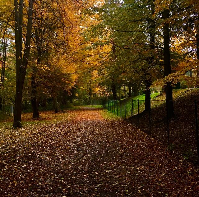Herbstbeginn: Am Wochenende verabschieden sich die spätsommerlichen Temperaturen vorerst.  | Foto: Elisabeth Peinsipp