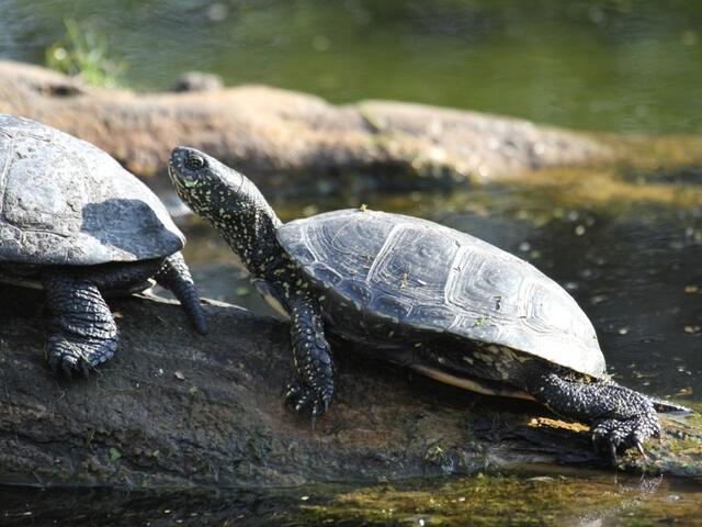 Schildkröten haben hohe Ansprüche an ihren Lebensraum. | Foto: EGS